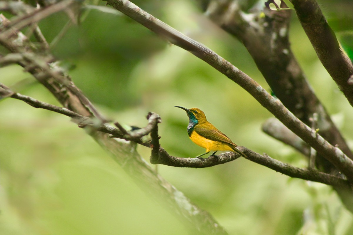 Sahul Sunbird - ML643953525