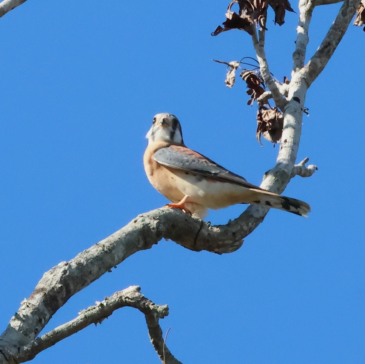 בז אמריקני - ML643953534