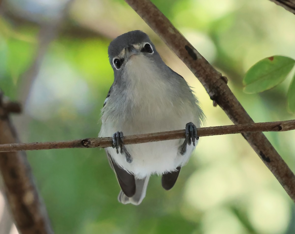 Plumbeous Vireo - ML643953540