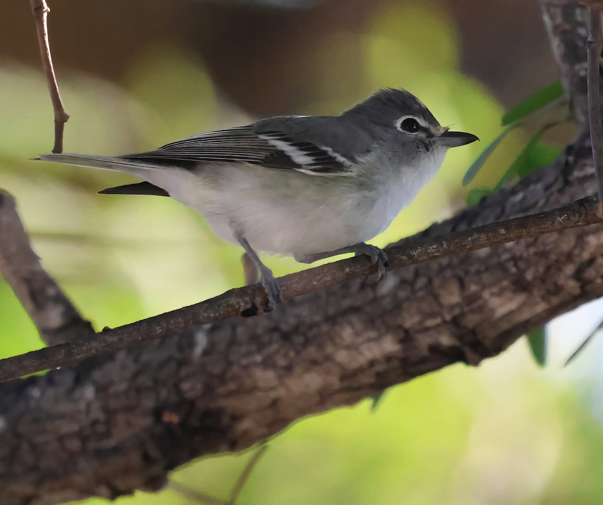 Plumbeous Vireo - ML643953541