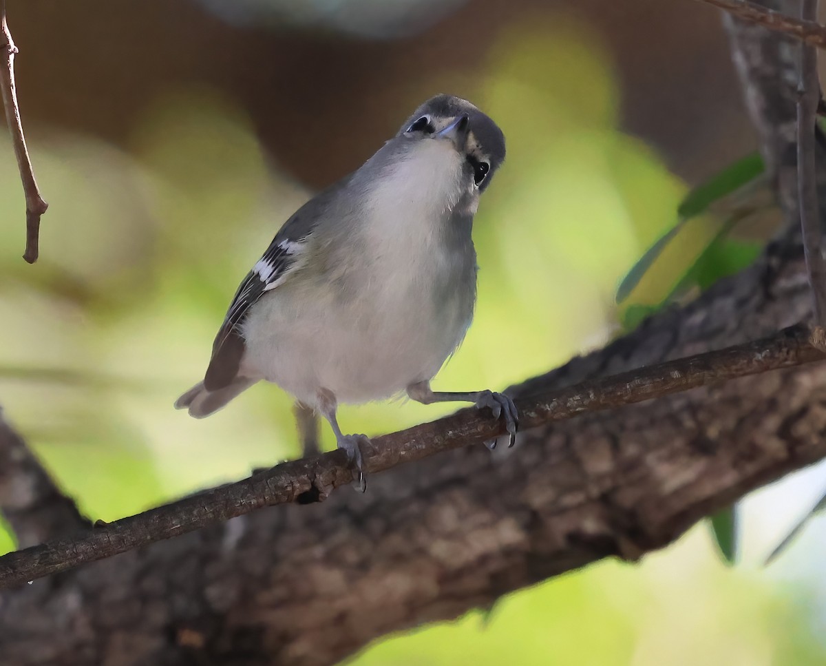 Plumbeous Vireo - ML643953542