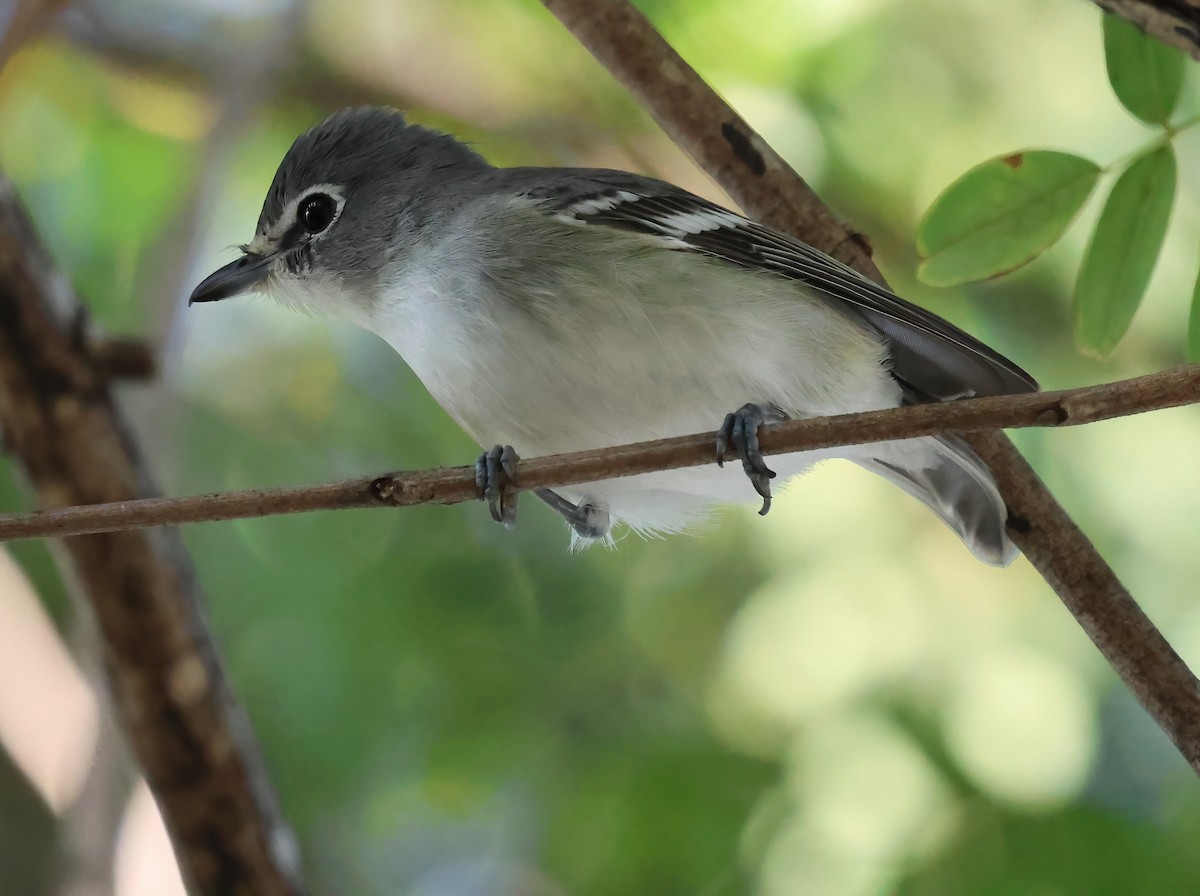 Plumbeous Vireo - ML643953543