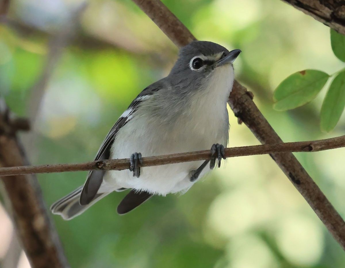 Plumbeous Vireo - ML643953544