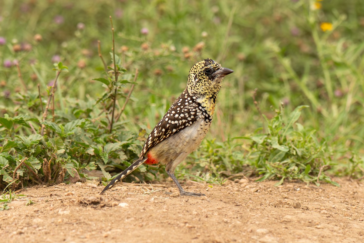 småperleskjeggfugl (usambiro) (masaiperleskjeggfugl) - ML643953546