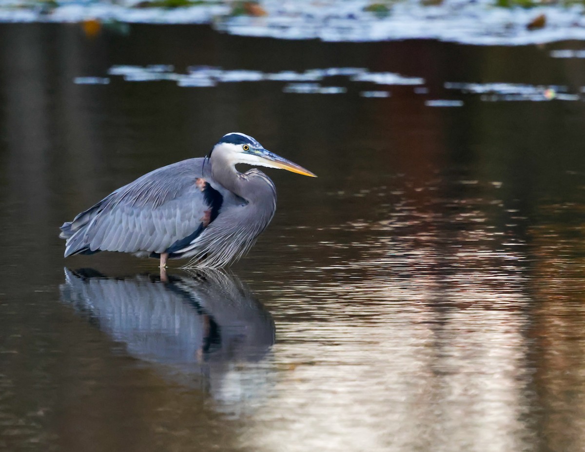 Great Blue Heron - ML643953547