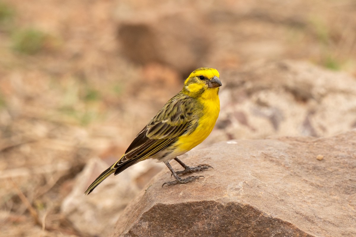 zvonohlík bělořitý - ML643953555