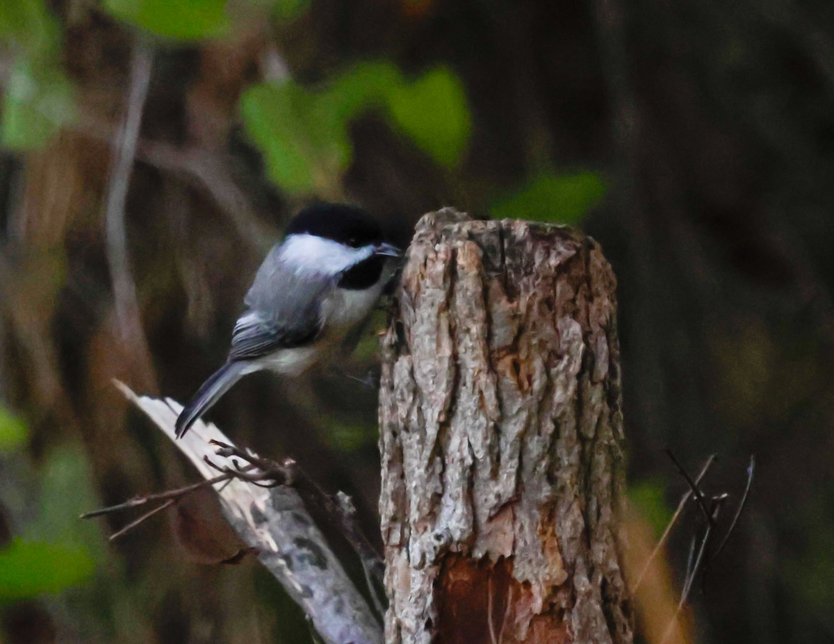 Carolina Chickadee - ML643953557