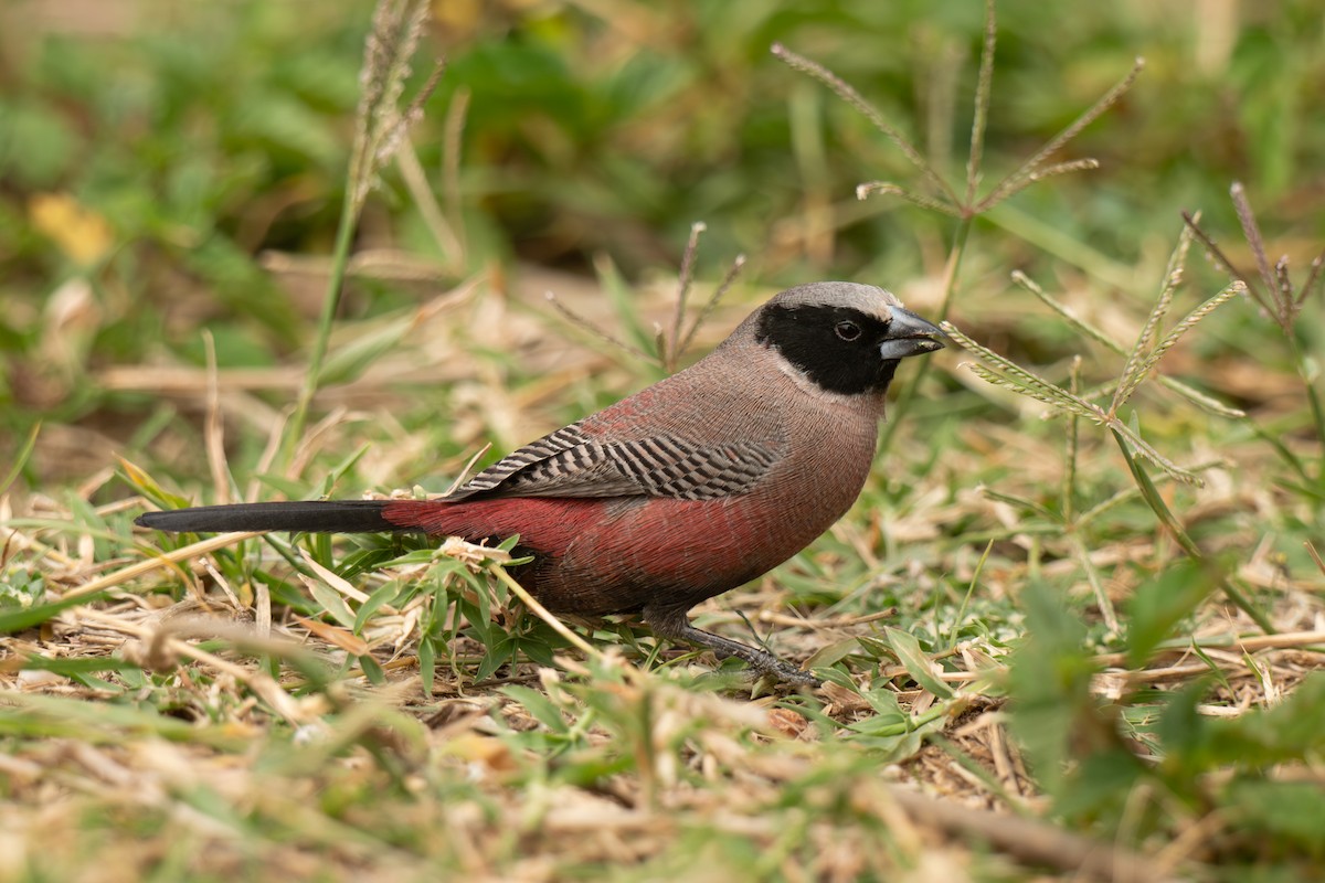 Black-faced Waxbill - ML643953566