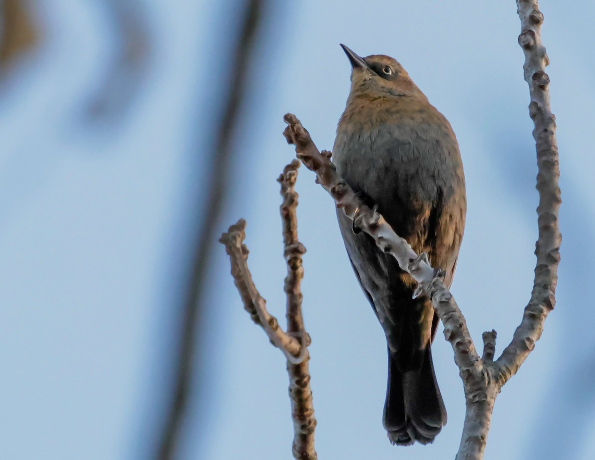 Rusty Blackbird - ML643953569