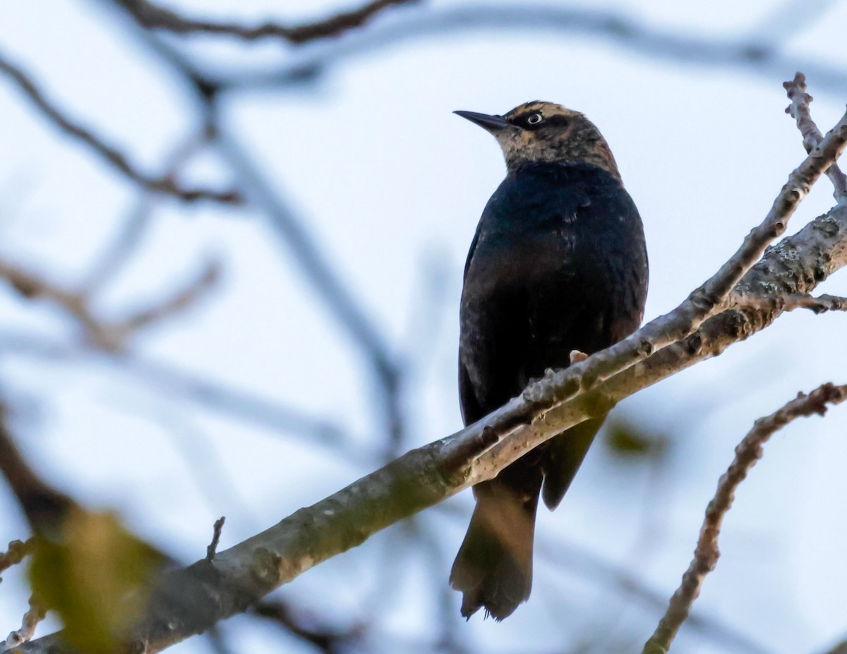 Rusty Blackbird - ML643953570