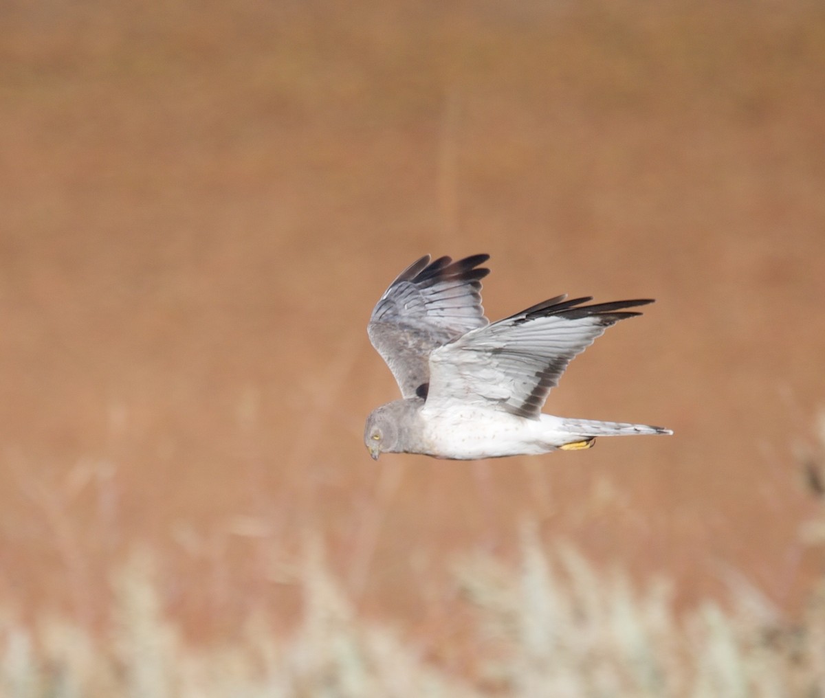 Northern Harrier - ML643953581