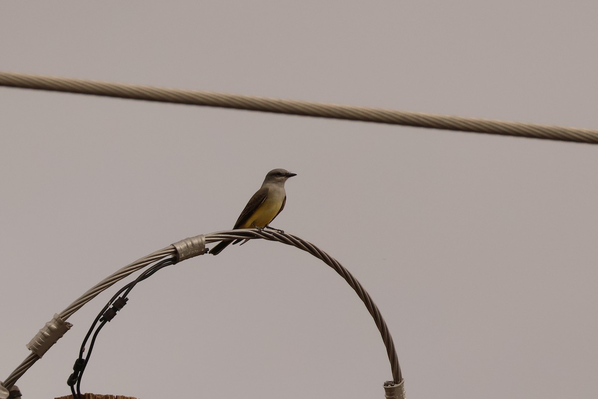 Western Kingbird - ML643953586