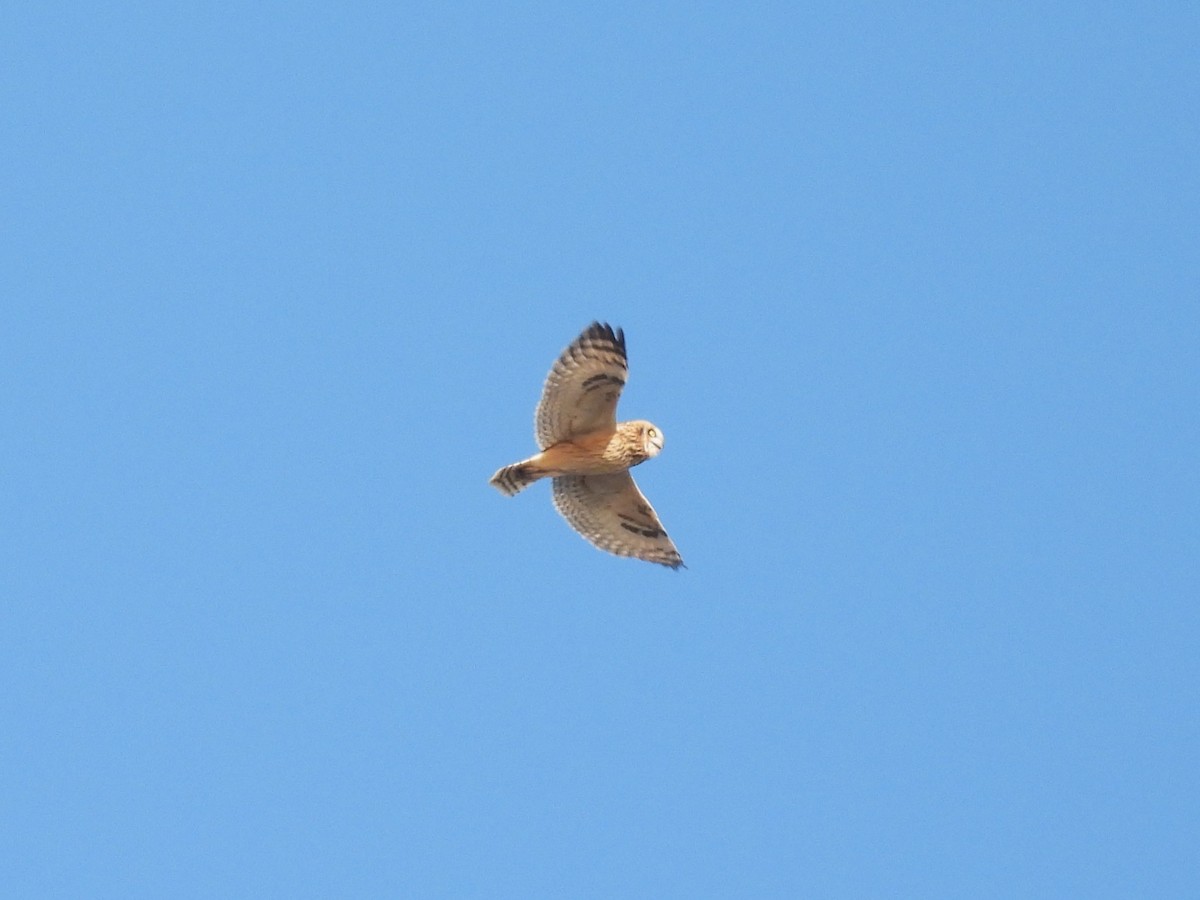 Short-eared Owl - ML643953588