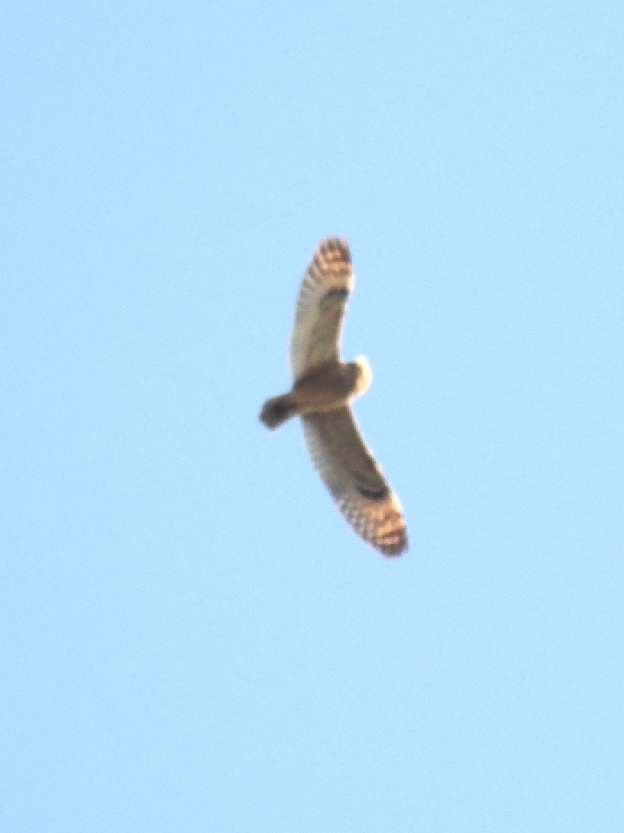 Short-eared Owl - ML643953590