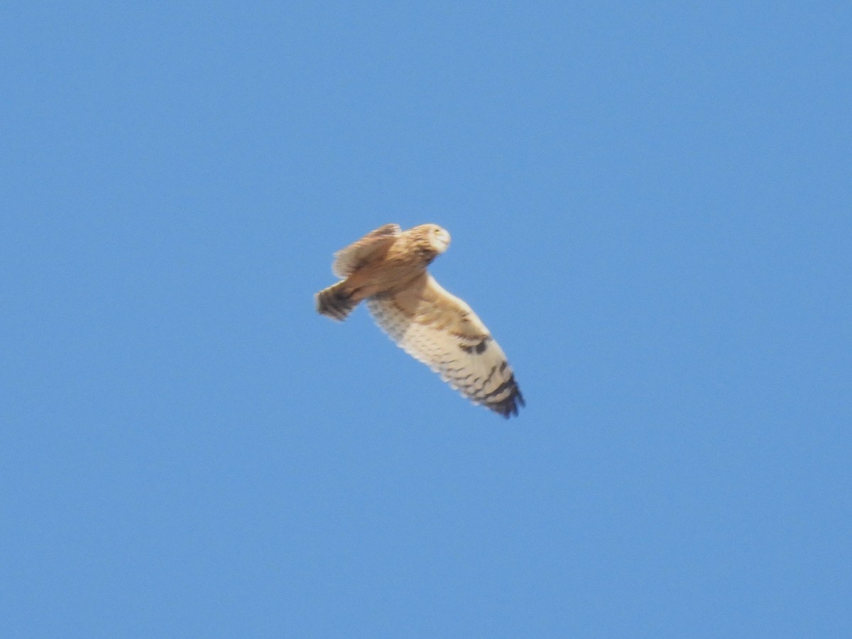Short-eared Owl - ML643953591