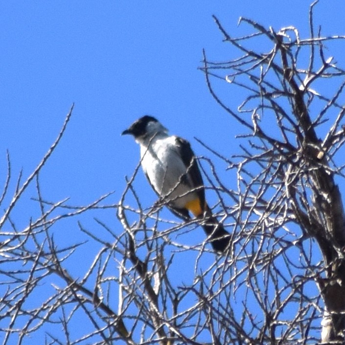 Bulbul Ventridorado - ML643953601