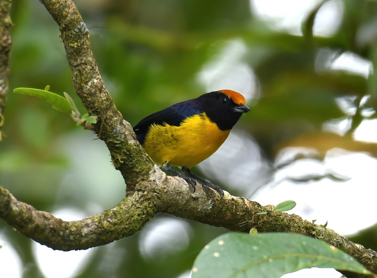 Tawny-capped Euphonia - ML643953605