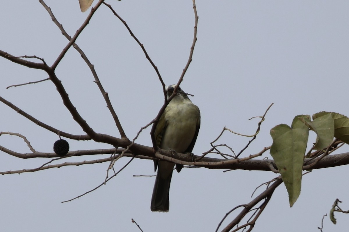 Streaked Saltator - ML643953607