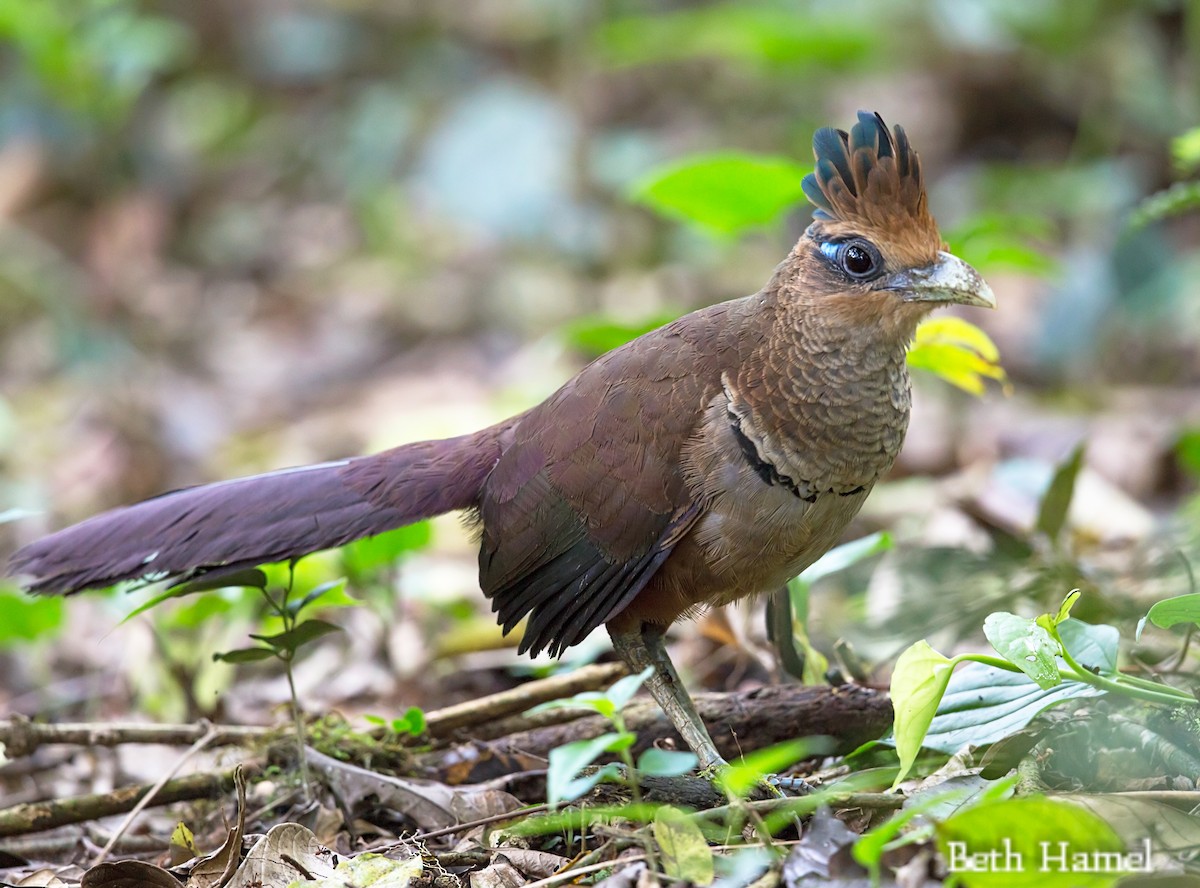 Таязура рудогуза - ML643953612