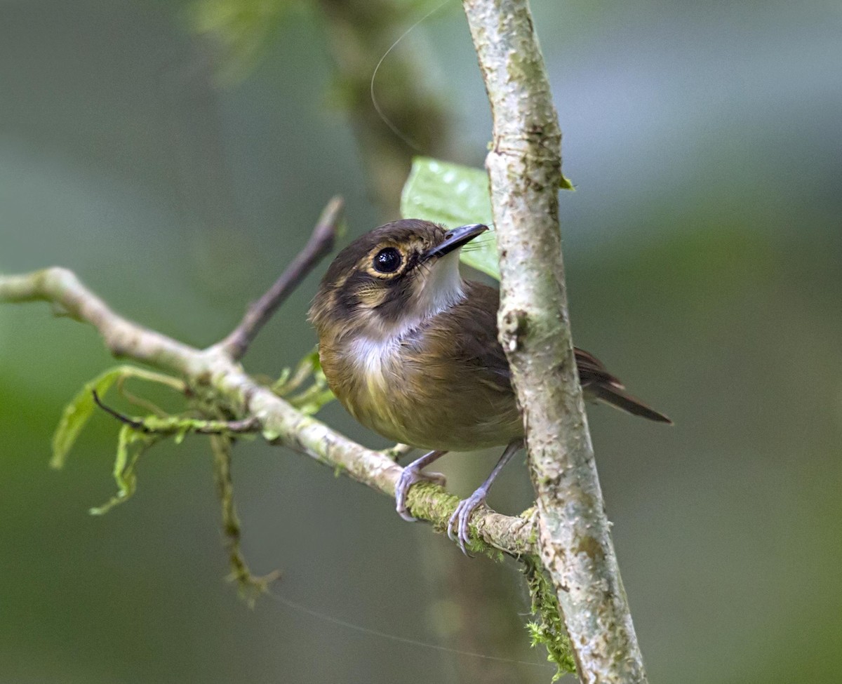 Gelbscheitel-Spatelschnabeltyrann - ML643953626