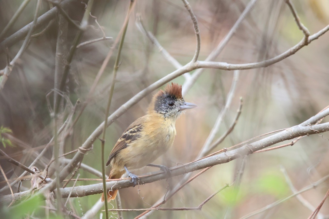 Collared Antshrike - ML643953631