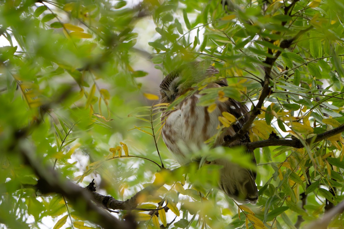 Northern Saw-whet Owl - ML643953633