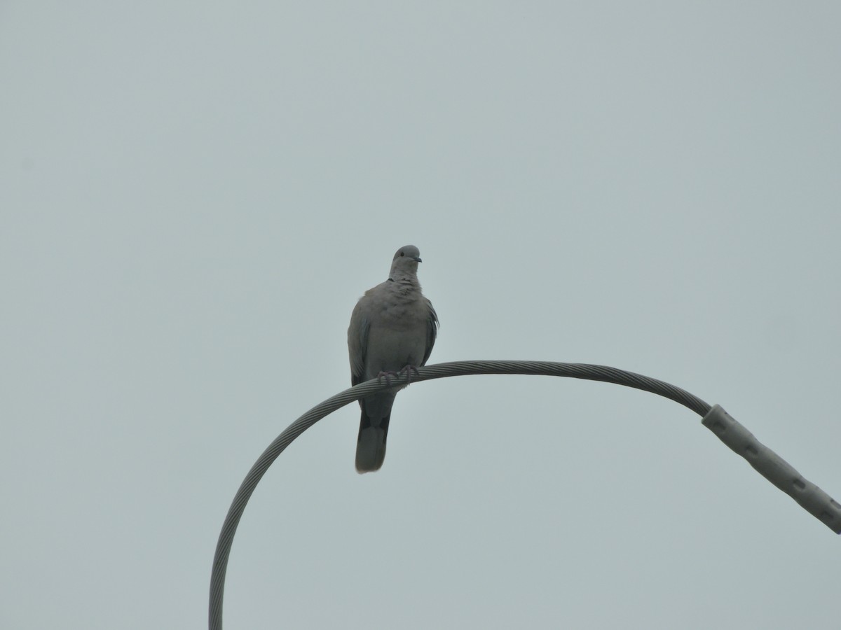 Eurasian Collared-Dove - ML643953634