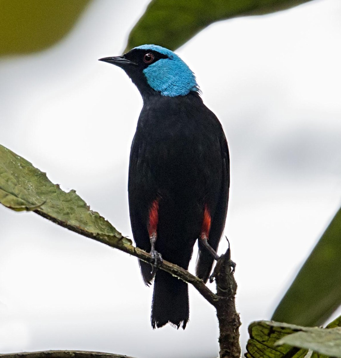 Scarlet-thighed Dacnis - ML643953635