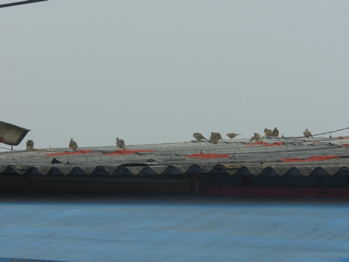 Inca Dove - ML643953640