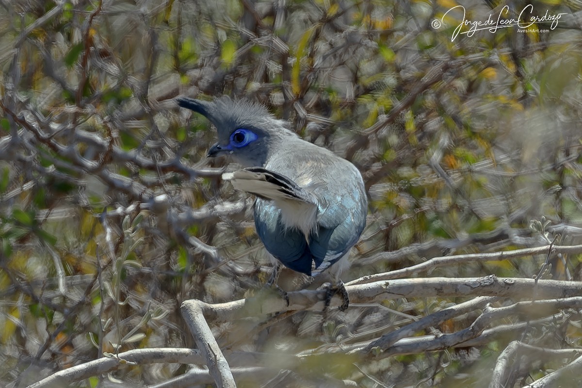 Verreaux's Coua - ML643953650