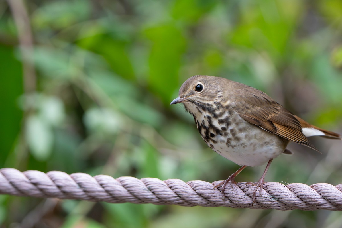 Tordo di Pallas - ML643953656