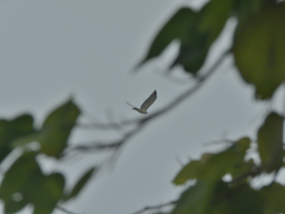 Short-tailed Hawk - ML643953658