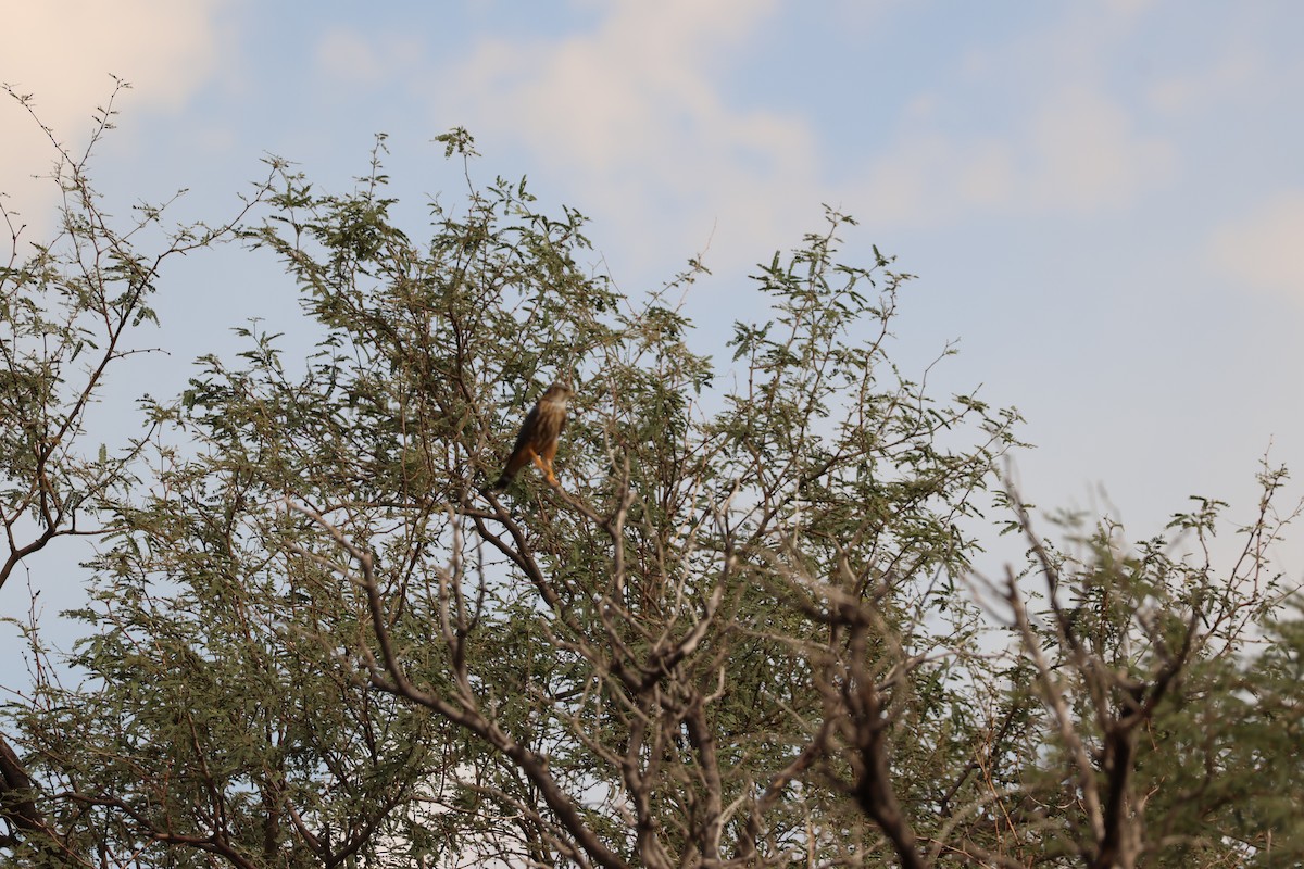 Merlin - ML643953661