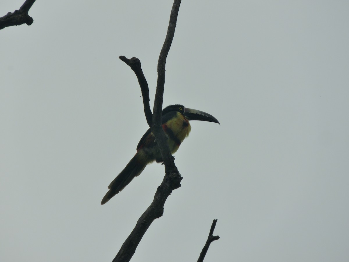Collared Aracari - ML643953666