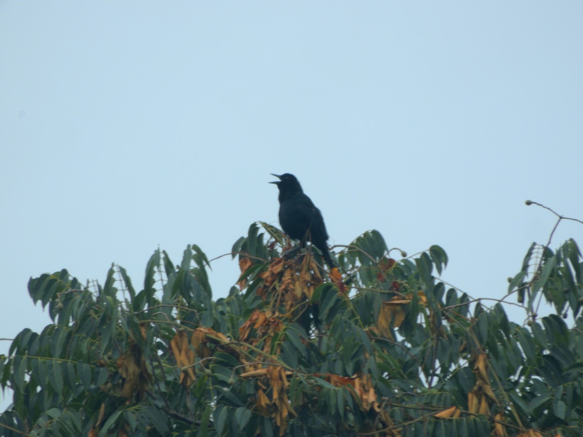 Melodious Blackbird - ML643953679