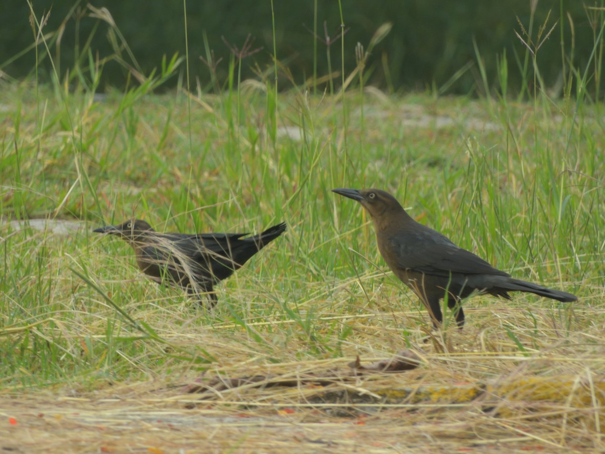Great-tailed Grackle - ML643953686