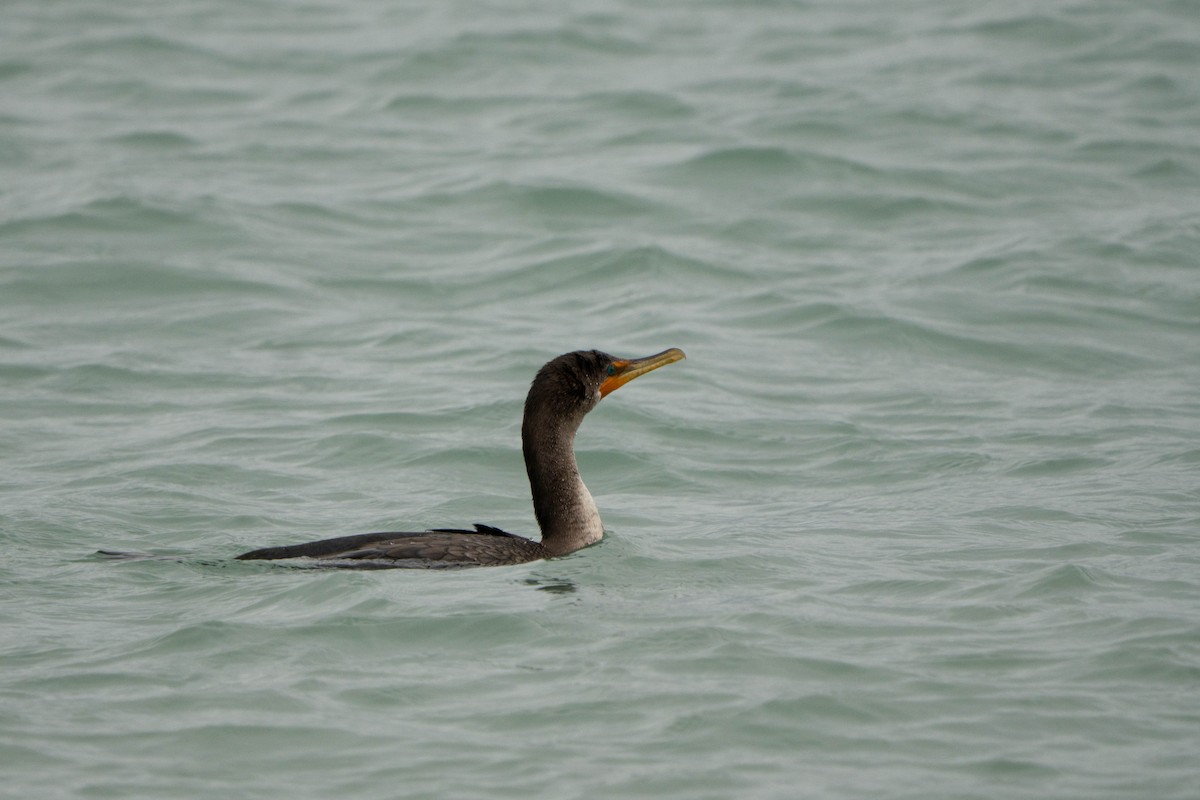 Double-crested Cormorant - ML643953688