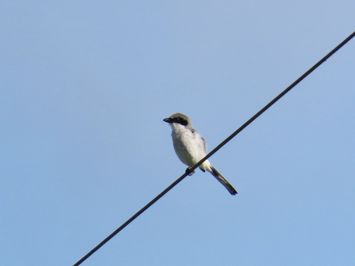 Loggerhead Shrike - ML643953690