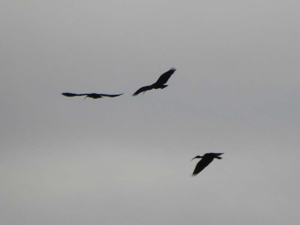 rødmaskeibis - ML643953694