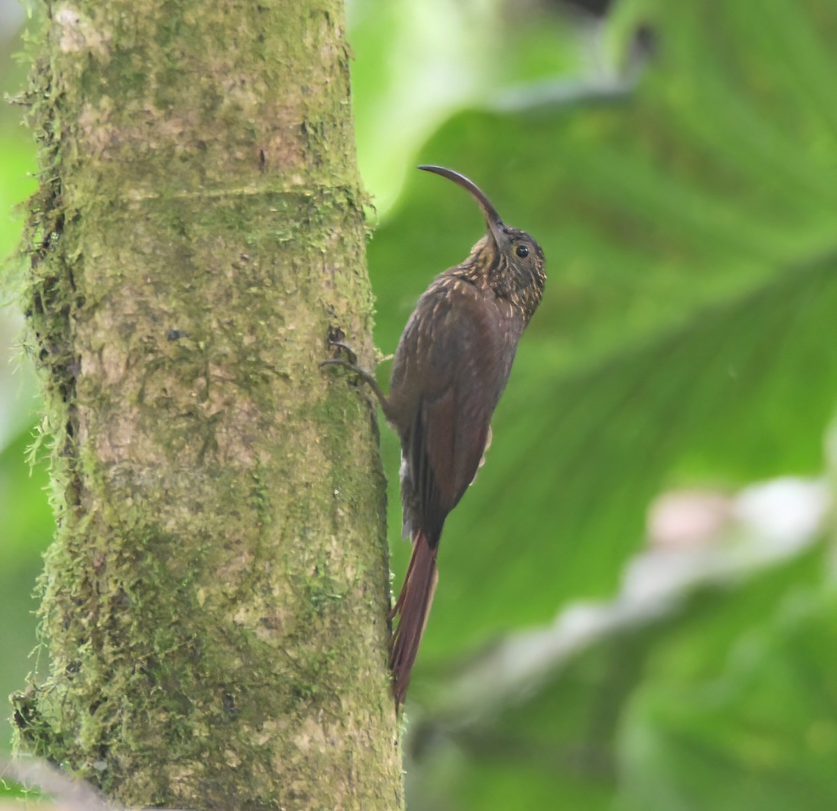 チャユミハシオニキバシリ - ML643953695