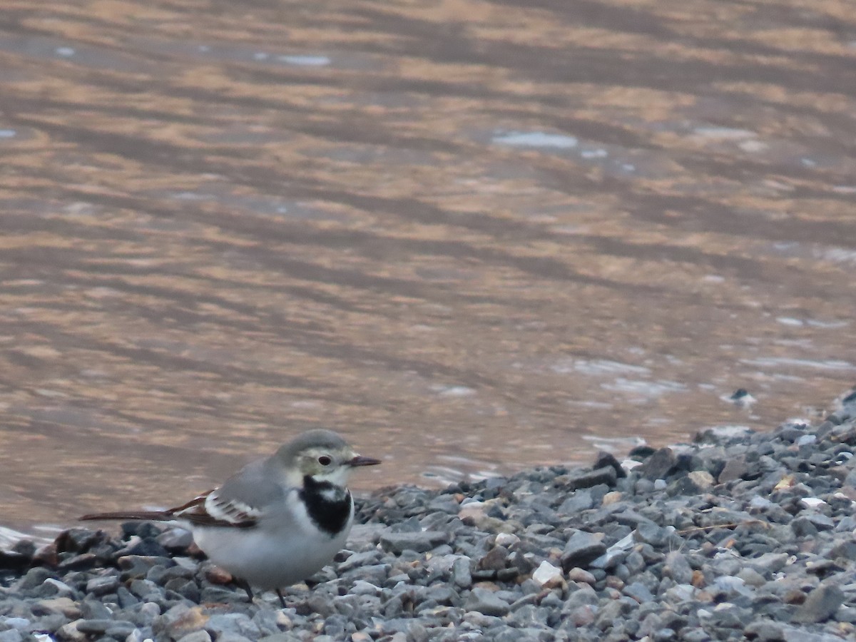 White Wagtail (Masked) - ML643953703