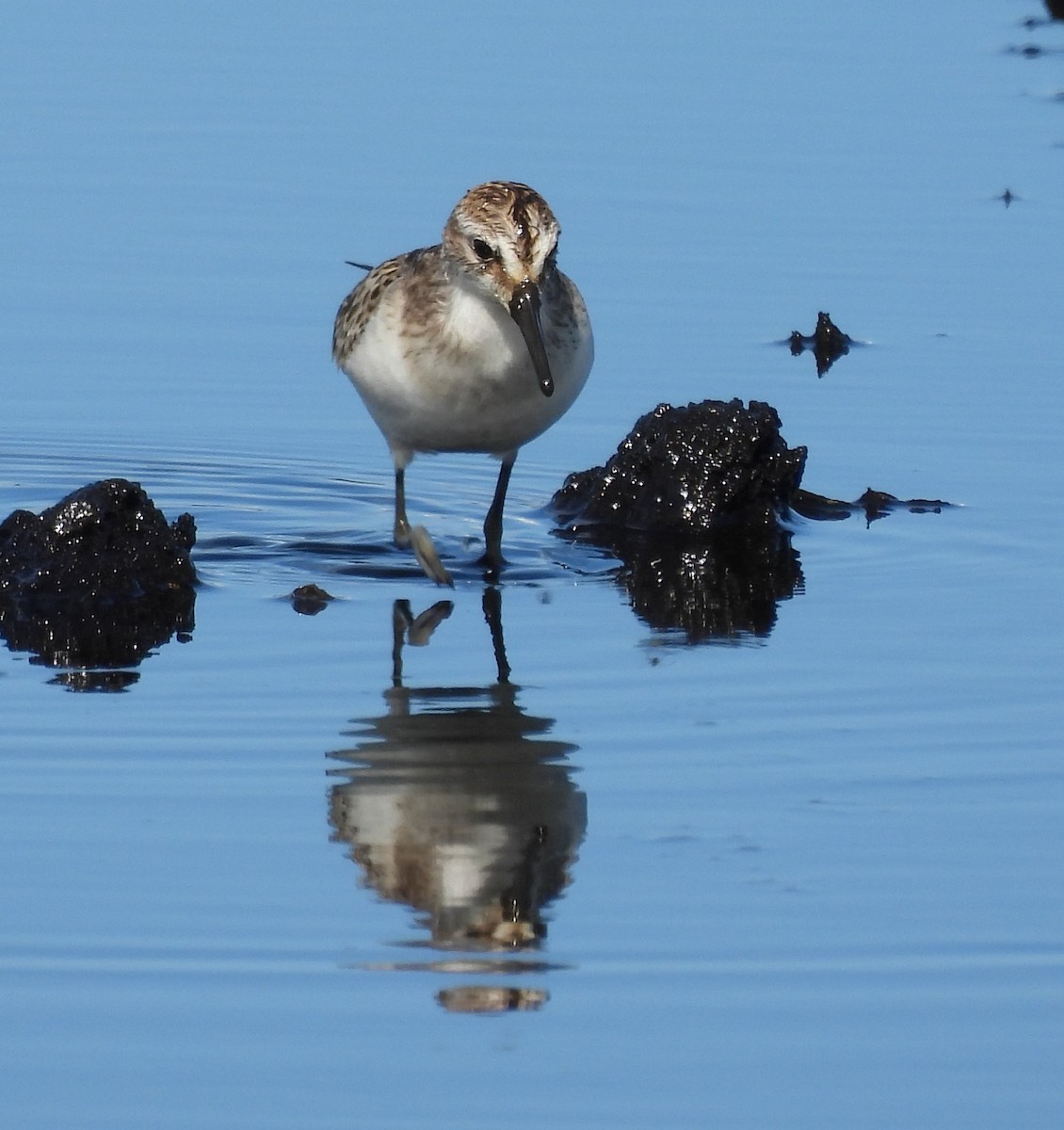 Semipalmated Sandpiper - ML643953713