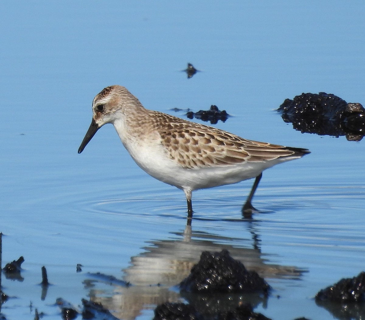 Semipalmated Sandpiper - ML643953714