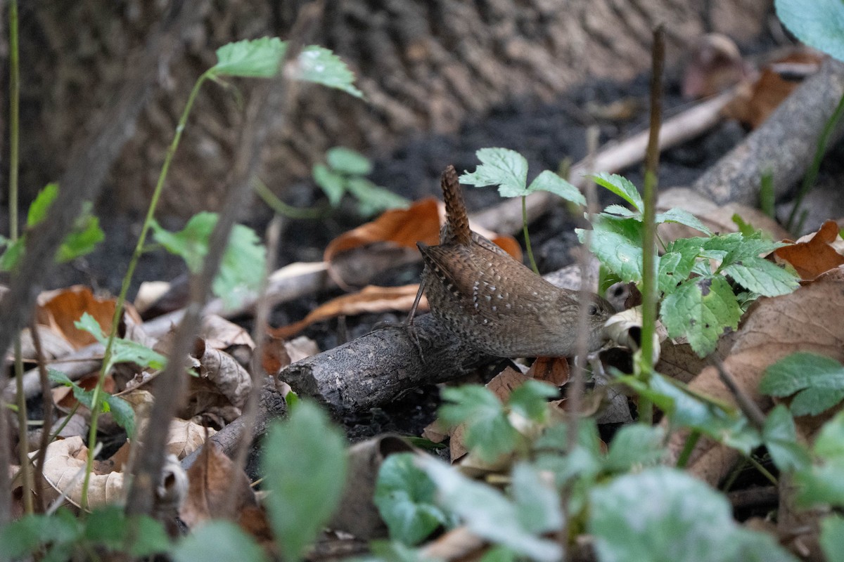 Winter Wren - ML643953740