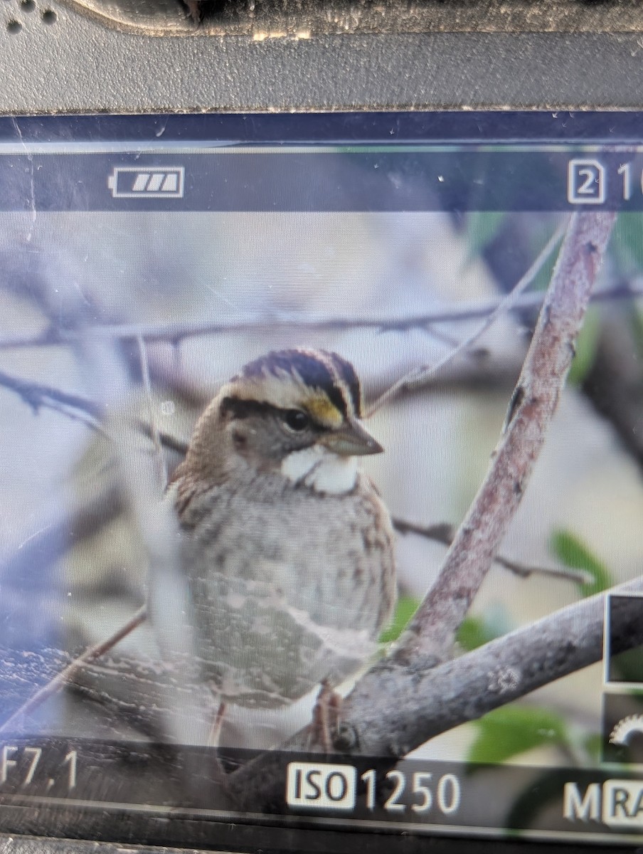 White-throated Sparrow - ML643953741