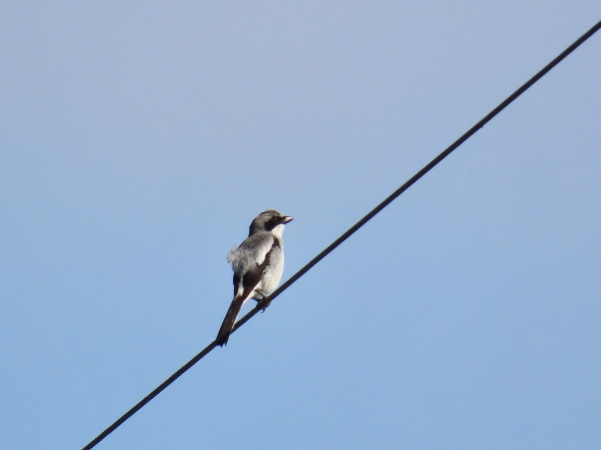 Loggerhead Shrike - ML643953746