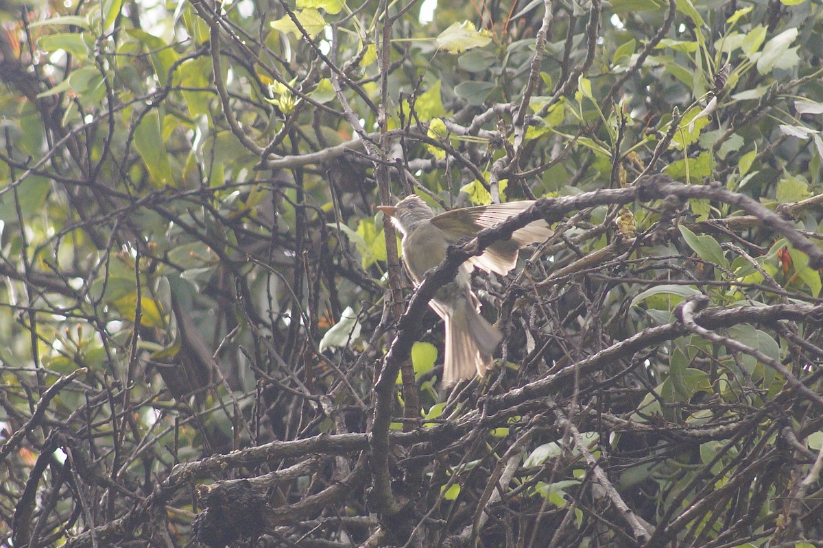 Greater Pewee - ML643953752