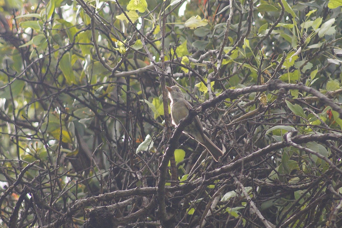Greater Pewee - ML643953753