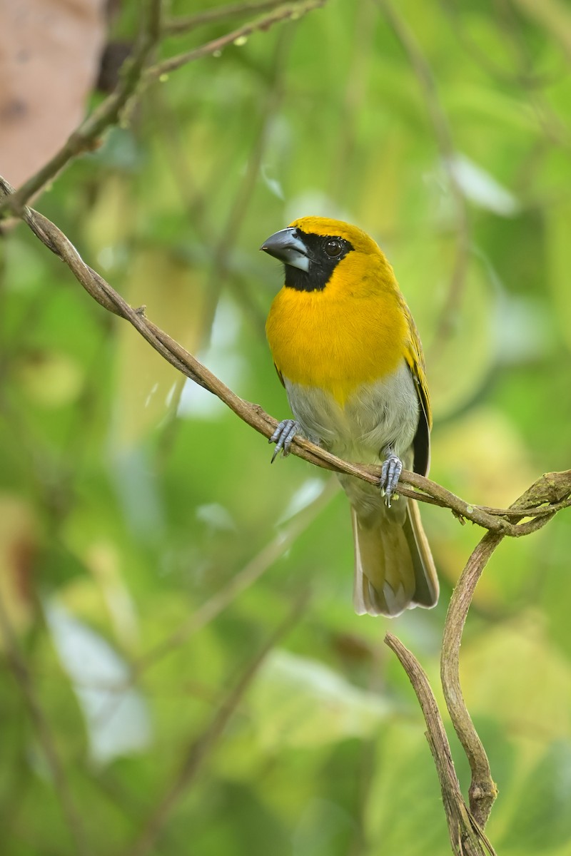 シロハラキミドリイカル - ML643953755