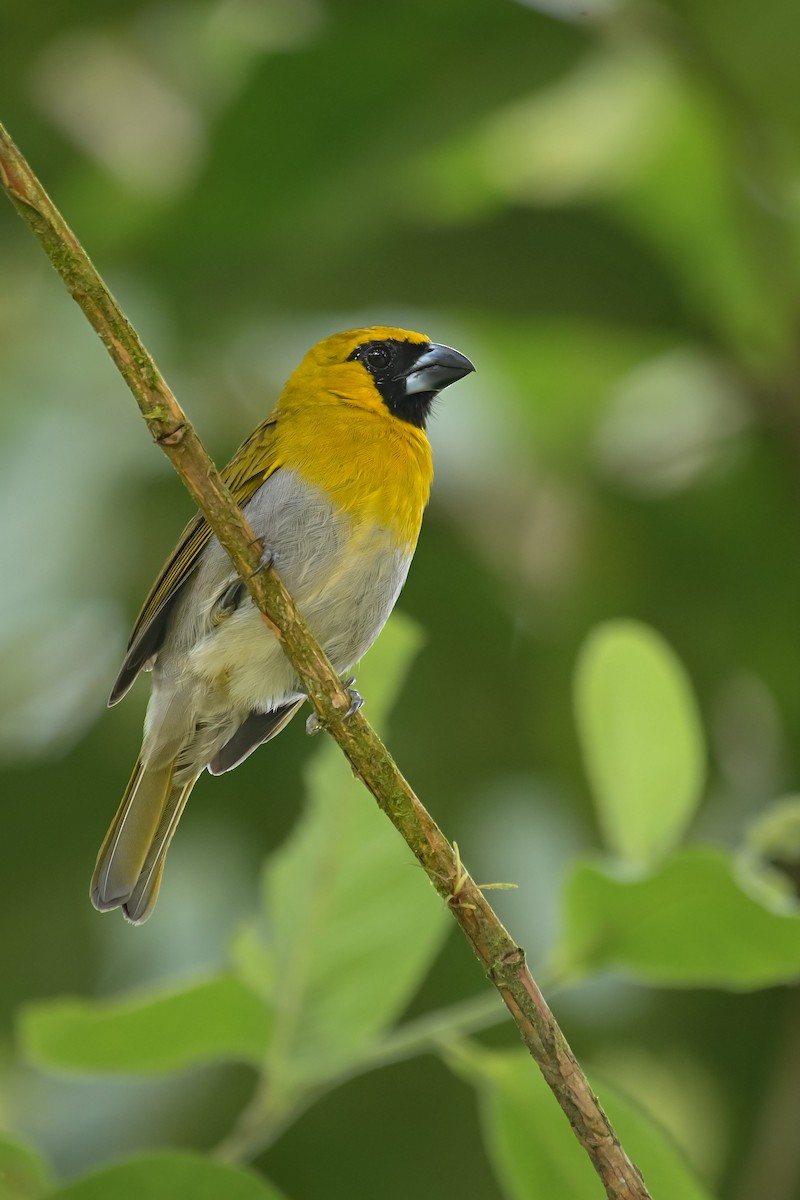 シロハラキミドリイカル - ML643953756